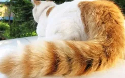 猫的尾巴有什么作用