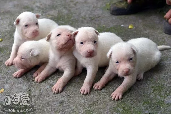 下司犬什么时候开始训练比较好 下司犬最佳训练时间1