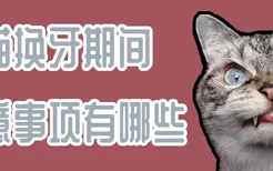 小猫换牙期间注意事项有哪些