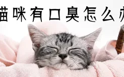 猫咪有口臭怎么办