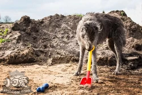 苏格兰猎鹿犬好养吗 苏格兰猎鹿犬喂养注意事项