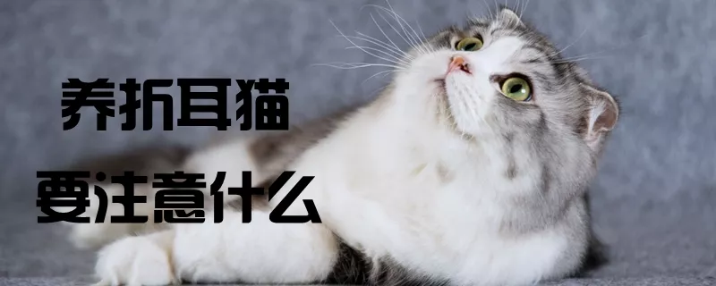 养折耳猫要注意什么