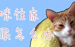 猫咪往床上尿怎么办