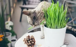 猫草和猫薄荷一样吗 都有什么作用?
