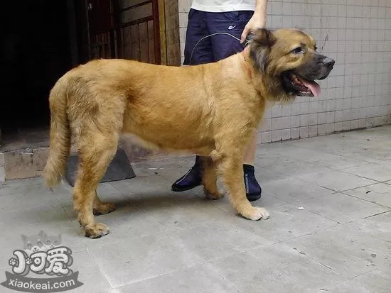 兰波格犬皮肤病怎么办 兰波格犬皮肤病治疗方法1