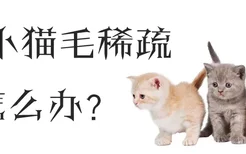 小猫毛稀疏怎么办