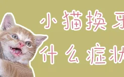 小猫换牙期什么症状