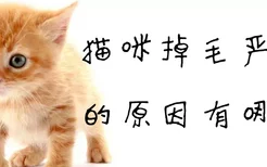 猫咪掉毛严重的原因有哪些