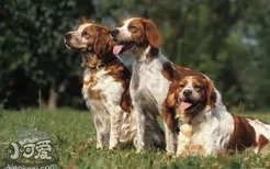 布列塔尼犬怎么训练 布列塔尼犬训练方法