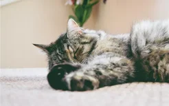 猫为什么爱在地上打滚 猫在地上打滚正常吗