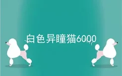 白色异瞳猫6000