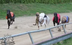 格力犬感冒吃什么药好 灵缇犬感冒治疗方法