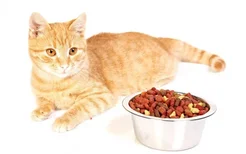 博汪猫粮和狗粮一样么 能喂猫咪吃狗粮吗