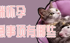 猫咪怀孕注意事项有哪些