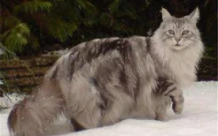 三种体型大的猫 最后一种猫咪你听说过吗