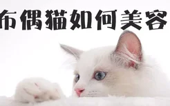 布偶猫如何美容