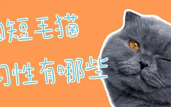 英国短毛猫的习性有哪些