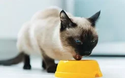 猫挑食不吃猫粮 让猫乖乖吃猫粮有技巧
