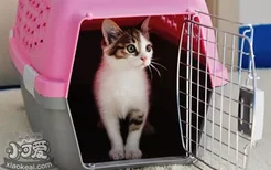 宠物航空箱怎么选 猫咪航空箱应该买多大