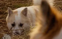 冰岛牧羊犬身上有虫怎么办 冰岛牧羊犬跳蚤解决方法