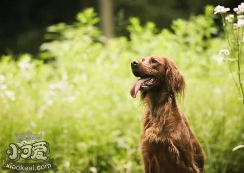 爱尔兰雪达犬怎么护理 毛发护理方法