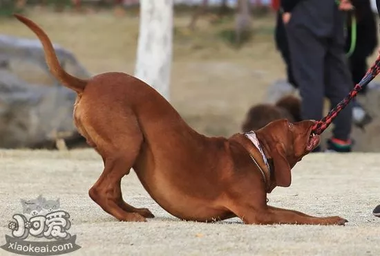 红骨猎浣熊犬怎么养 红骨猎浣熊犬喂养要点