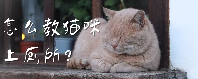 怎么教猫咪上厕所