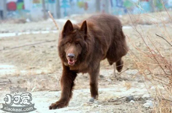 怎么训练比利时牧羊犬不乱咬东西技巧1