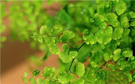 菊花上的虫子怎么驱虫