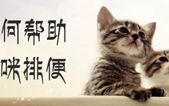 如何帮助猫咪排便