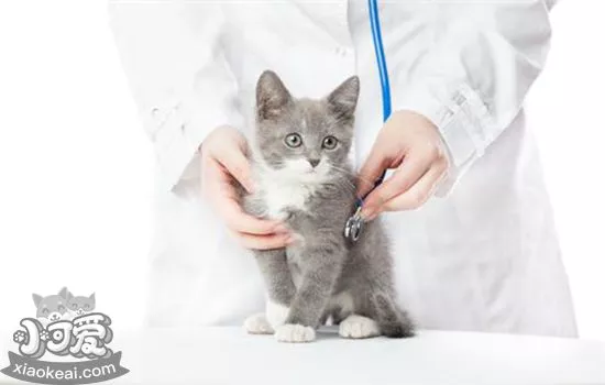 猫没打疫苗可以绝育吗