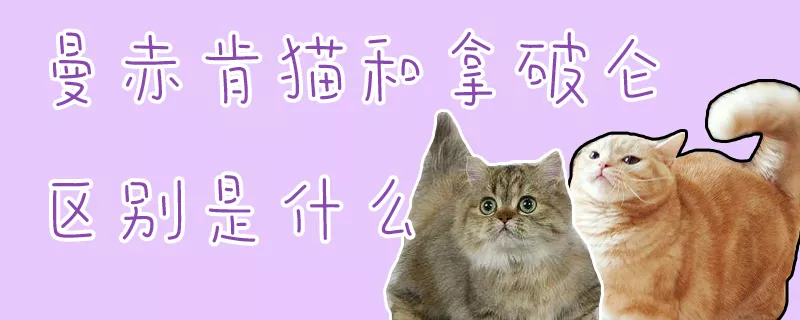 曼赤肯猫和拿破仑区别是什么