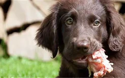 狗吃什么会变凶 给狗喂食带血的生肉会变凶吗