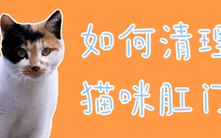 如何清理猫咪肛门腺