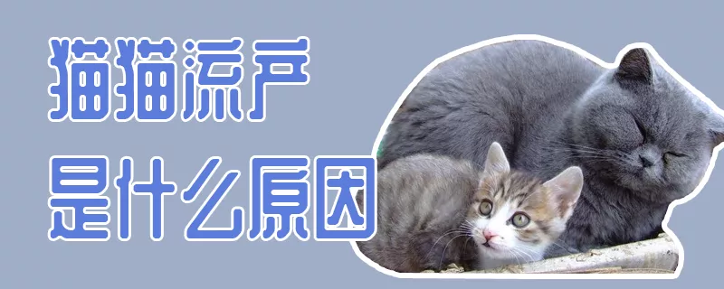 猫猫流产是什么原因