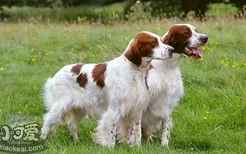 爱尔兰红白雪达犬排便怎么训练 排便训练方法