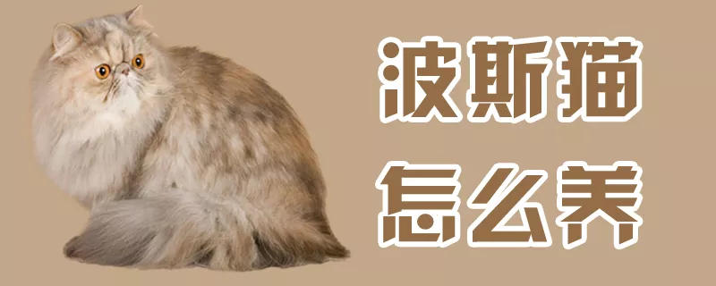 波斯猫怎么养