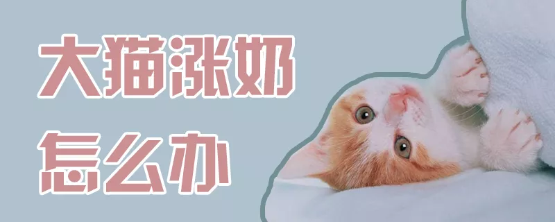 大猫涨奶怎么办