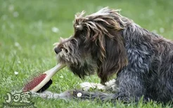 刚毛指示格里芬犬怎么喂食 刚毛指示格里芬犬喂食要点