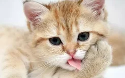 自制幼猫猫粮 一周不重样又营养均衡!