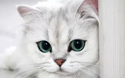 猫吐黄水黏白沫是猫瘟你确定吗？