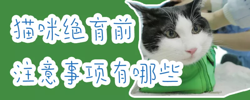 猫咪绝育前注意事项有哪些