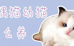 布偶猫幼猫怎么养