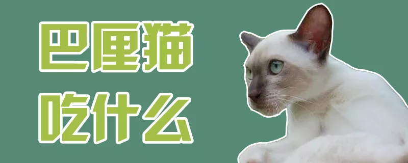 巴厘猫吃什么