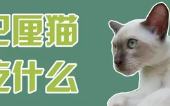 巴厘猫吃什么