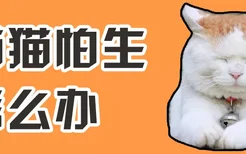 猫猫怕生怎么办