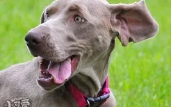 威玛猎犬有咽炎怎么办 威玛猎犬咽炎预防治疗方法