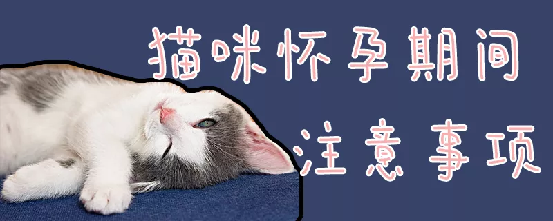 猫咪怀孕期间注意事项