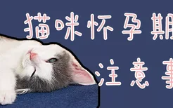 猫咪怀孕期间注意事项