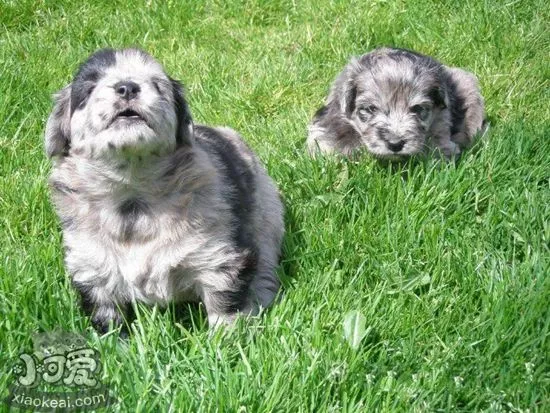 比利牛斯牧羊犬坏习惯怎么纠正 坏习惯纠正训练法